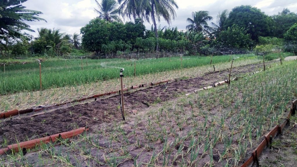agroforestry-gd66224469_1920