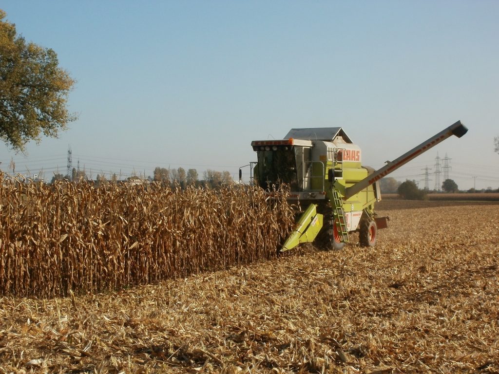 corn-g787b9bd81_1920